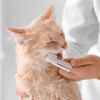 Veterinarian Brushing Cat's Teeth at the animal hospital