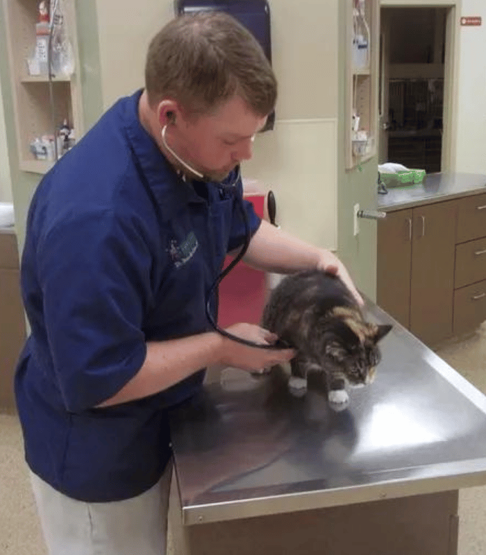 A man in a blue shirt closely examines a cat