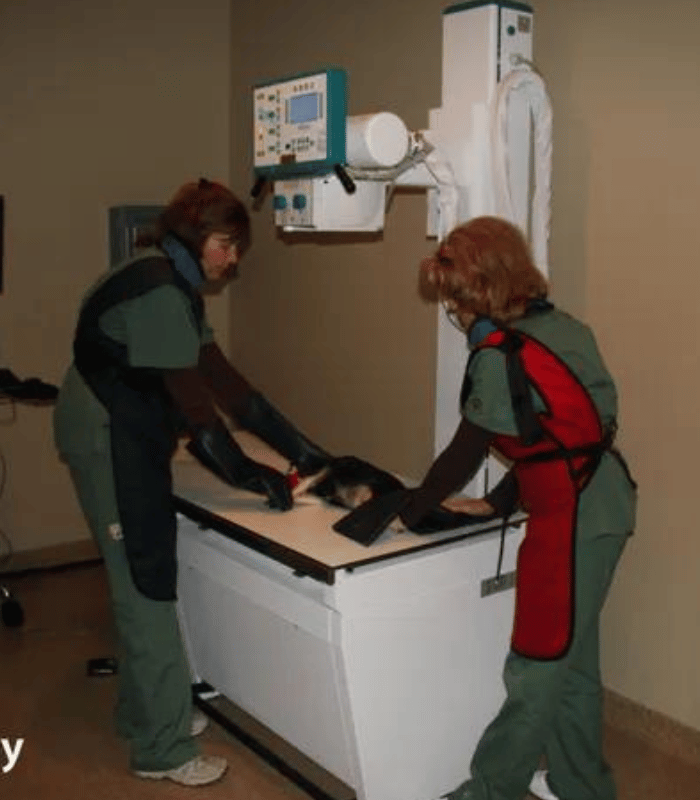 Two vets doing an X-ray of a pet