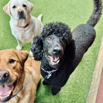 A gathering of individuals enjoying time with multiple dogs