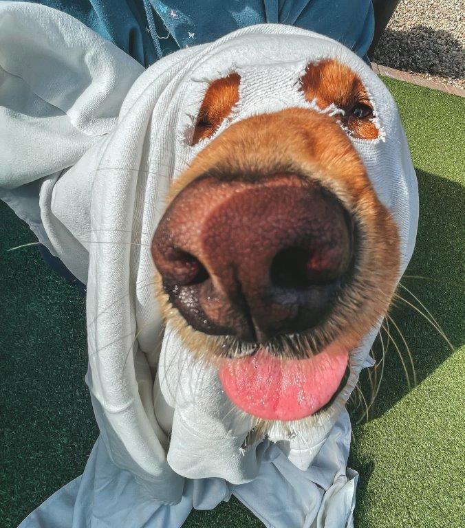 dog in ghost costume