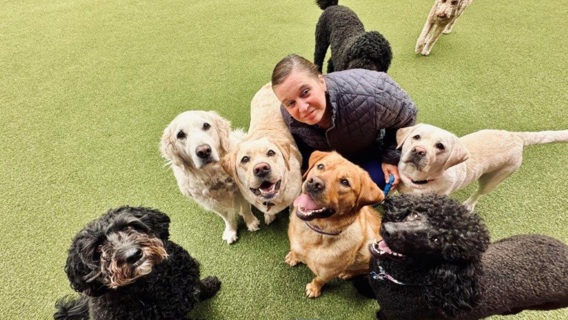 A man is encircled by several dogs