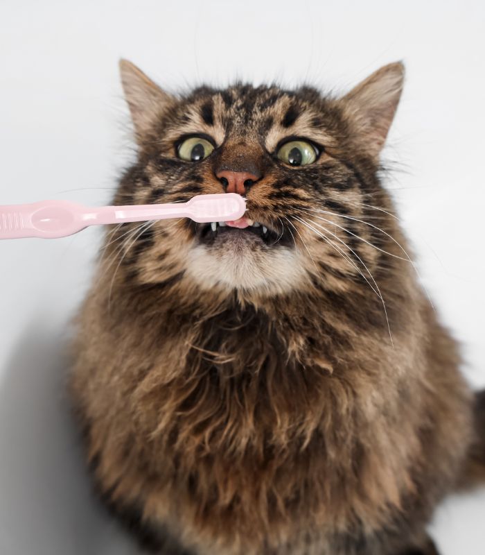 A cat using a pink toothbrush to brush its teeth