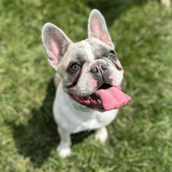 Dog standing on grass